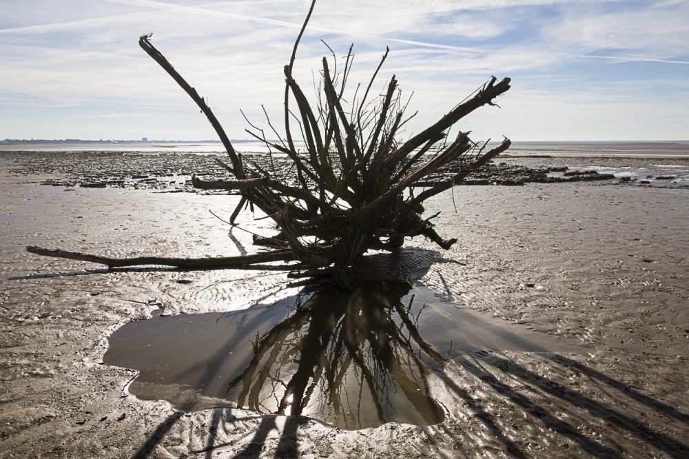 A Large Piece of Tree and It's Reflection - Photograph by Debbie Yare