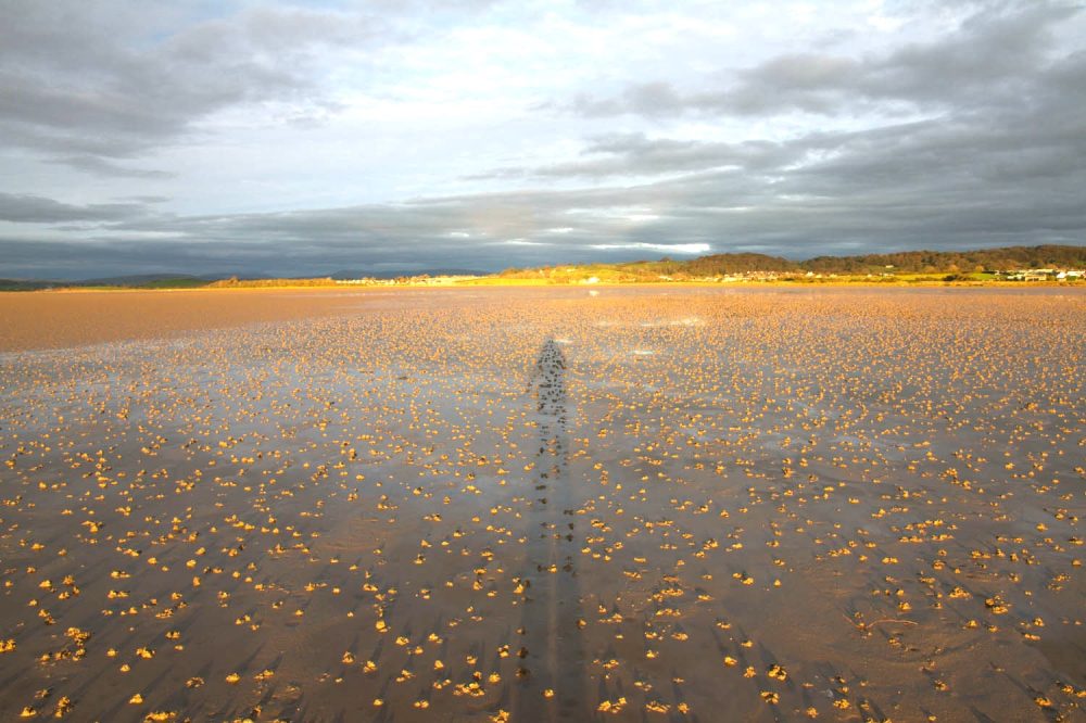 Walking with golden worm-casts, digital photograph